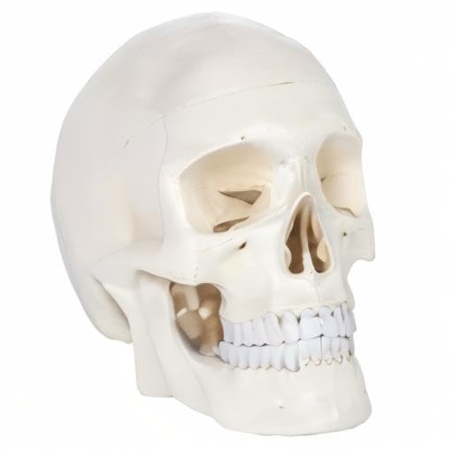 Axis Scientific Human Skull Model for Anatomy Life Size, 3-Part Anatomy Skull Includes Skull Cap with External and Interior Structures, Includes Detailed Product Manual, Skull for Anatomy