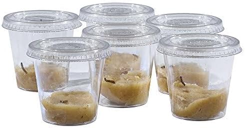 Insect Lore School Kit Refill with 33 Live Caterpillars - STEM Activity Journal & 33 Live Baby Painted Lady Butterfly Caterpillars - Cups & Tools Included