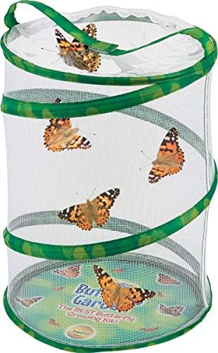 Insect Lore Live Butterfly Garden Life Cycle Observation Kit with 10 Live Baby Painted Lady Caterpillars - Habitat and Supplies Included