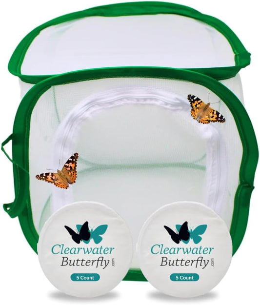 Clearwater Butterfly Live Painted Lady Butterflies - Butterfly Growing Kit with Live Caterpillars - Mesh Cage Included - Butterfly Habitat - 10 Live Caterpillars to Butterflies - Live Butterfly Kit