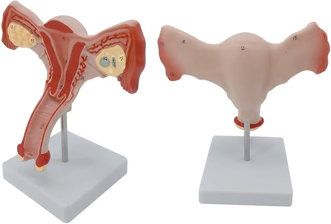 Female Uterus and Ovary Anatomical Model，Human Female Genital Organ for Medical Science Education Study or Teaching