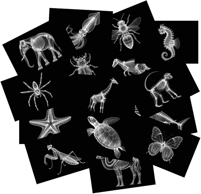 15 Animal X-ray Sets, Children's Education Science Sets, Exploring Bone Structure, Light Table Accessories in Light and Shadow Areas.