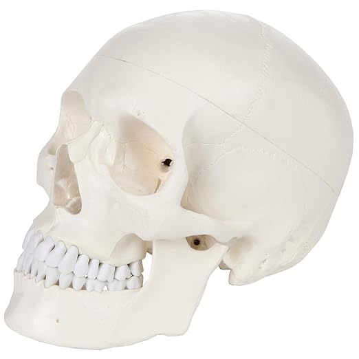 Axis Scientific Human Skull Model for Anatomy Life Size, 3-Part Anatomy Skull Includes Skull Cap with External and Interior Structures, Includes Detailed Product Manual, Skull for Anatomy