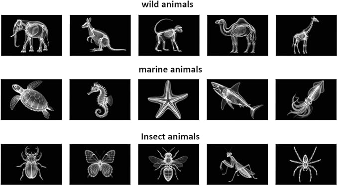 15 Animal X-ray Sets, Children's Education Science Sets, Exploring Bone Structure, Light Table Accessories in Light and Shadow Areas.