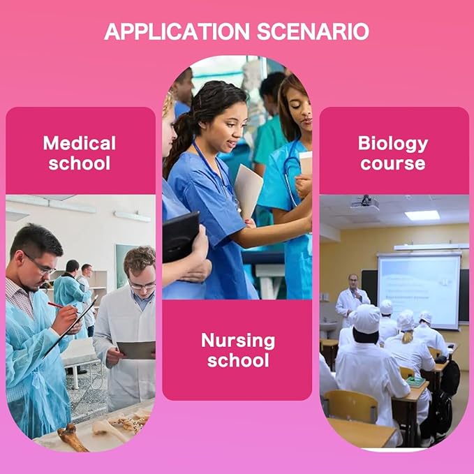 Female Uterus and Ovary Anatomical Model，Human Female Genital Organ for Medical Science Education Study or Teaching