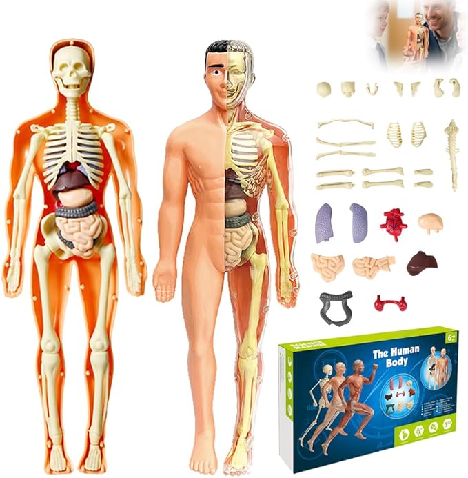 Clear Human Body Structure Model, Removable 3D Body Model Kit with Brain and Body Torso, Physiology Study Tools, STEM Children Educational Toys Gifts for Boys and Girls