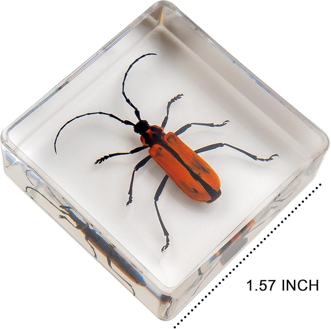 Insect Specimen Set, Bugs Collection Scientific Education Gift for Kids Aged 3-8-12 (Millipede, Centipede, Dragonfly Larvae, Tea Seed Bug, Red Longhorn Beetle, Spiny Spider)