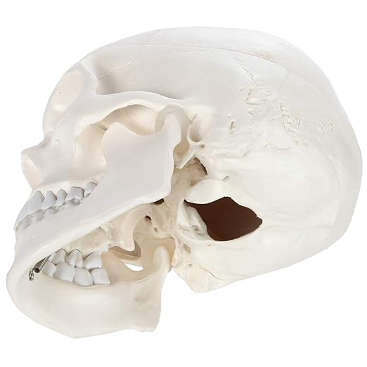 Axis Scientific Human Skull Model for Anatomy Life Size, 3-Part Anatomy Skull Includes Skull Cap with External and Interior Structures, Includes Detailed Product Manual, Skull for Anatomy