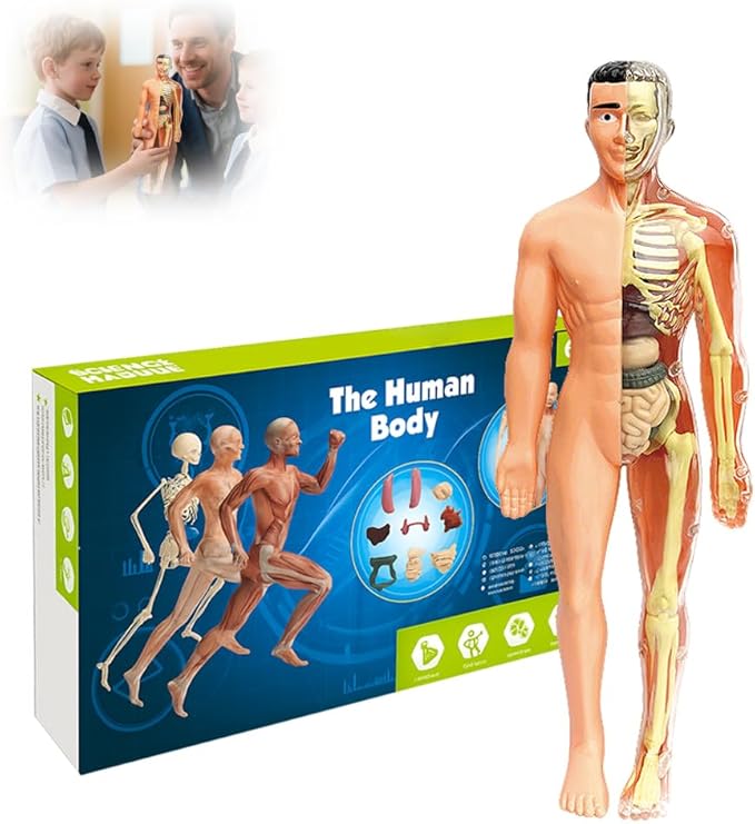 Clear Human Body Structure Model, Removable 3D Body Model Kit with Brain and Body Torso, Physiology Study Tools, STEM Children Educational Toys Gifts for Boys and Girls