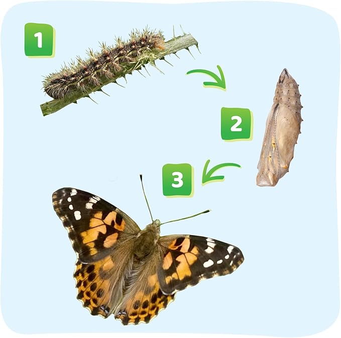 Insect Lore Raise and Release Butterfly Garden Kit – Caterpillar Habitat with redeemable Voucher – STEM-accredited Butterfly Growing Kit for Kids, Classrooms, and Homeschool Learning