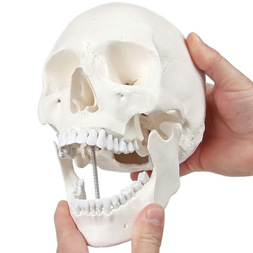 Axis Scientific Human Skull Model for Anatomy Life Size, 3-Part Anatomy Skull Includes Skull Cap with External and Interior Structures, Includes Detailed Product Manual, Skull for Anatomy