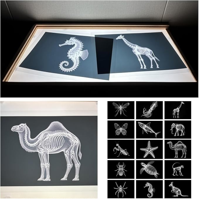 15 Animal X-ray Sets, Children's Education Science Sets, Exploring Bone Structure, Light Table Accessories in Light and Shadow Areas.