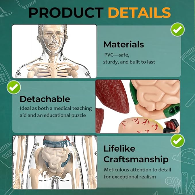 Clear Human Body Structure Model, Removable 3D Body Model Kit with Brain and Body Torso, Physiology Study Tools, STEM Children Educational Toys Gifts for Boys and Girls