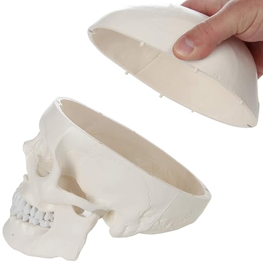 Axis Scientific Human Skull Model for Anatomy Life Size, 3-Part Anatomy Skull Includes Skull Cap with External and Interior Structures, Includes Detailed Product Manual, Skull for Anatomy