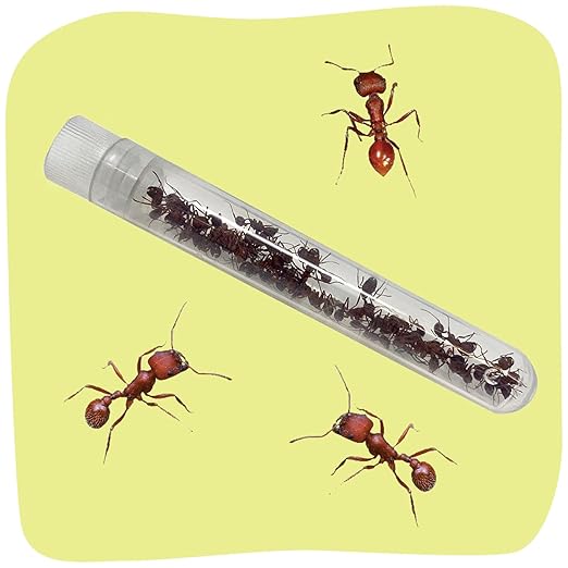 Insect Lore Ant Hill Habitat Kit with Live Ants Voucher – STEM Educational Science Kit for Kids – Includes Pre-Paid Voucher for 50 Harvester Ants – Watch Ants Tunnel and Explore