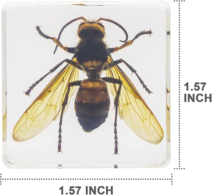 Insect Specimen Set, Bugs Collection Scientific Education Gift for Kids Aged 3-8-12 (Cicada, Wasp, Spider, Scorpion, Locust, Chafer)