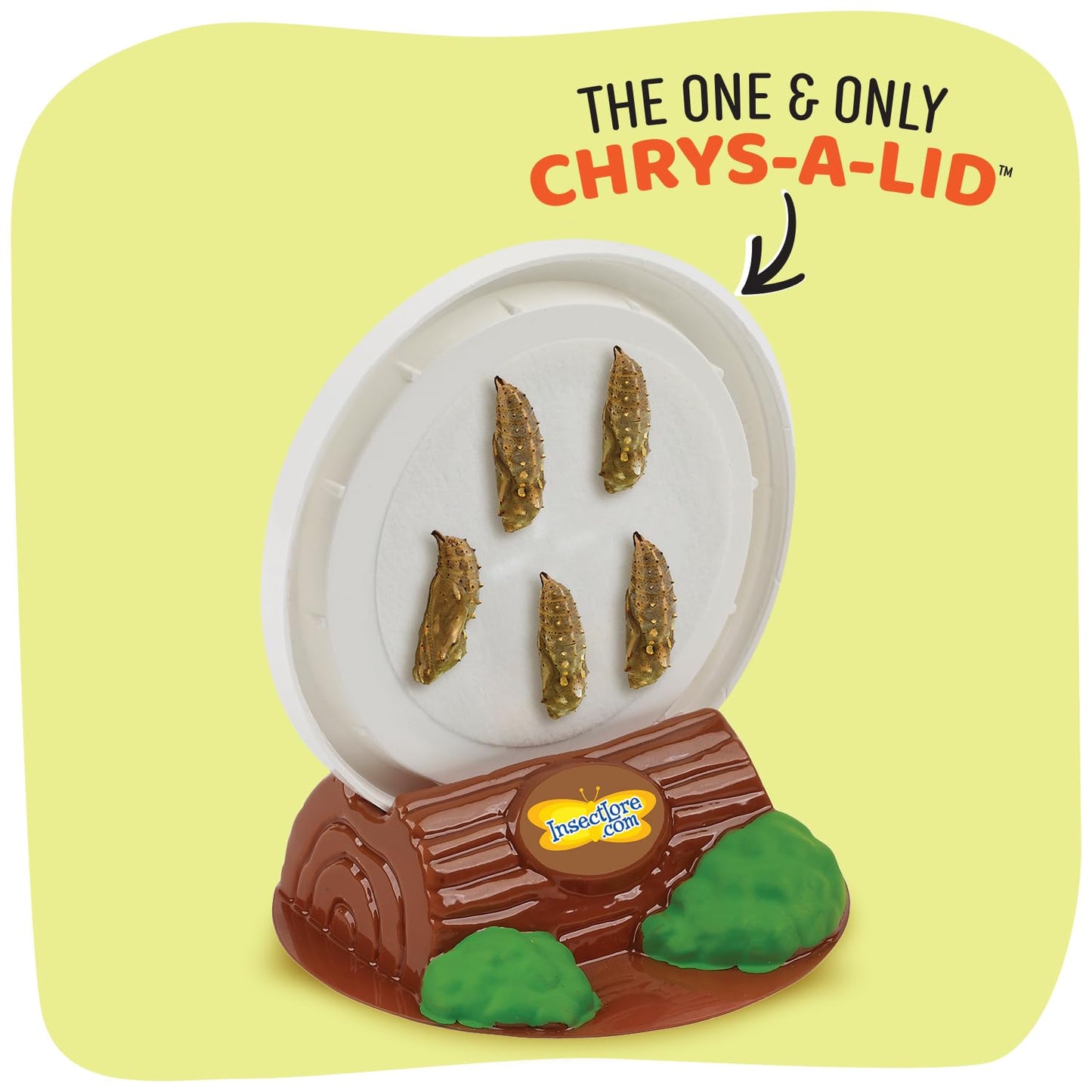 Insect Lore Cup of Caterpillars - 5 Live Painted Lady Caterpillars with Food - Refill for Butterfly Garden Kit - Stickers & Chrys-A-Lid Holding Log Included - STEM Learning Activity