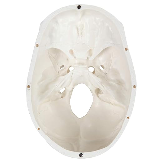 Axis Scientific Human Skull Model for Anatomy Life Size, 3-Part Anatomy Skull Includes Skull Cap with External and Interior Structures, Includes Detailed Product Manual, Skull for Anatomy