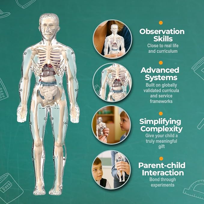 Clear Human Body Structure Model, Removable 3D Body Model Kit with Brain and Body Torso, Physiology Study Tools, STEM Children Educational Toys Gifts for Boys and Girls