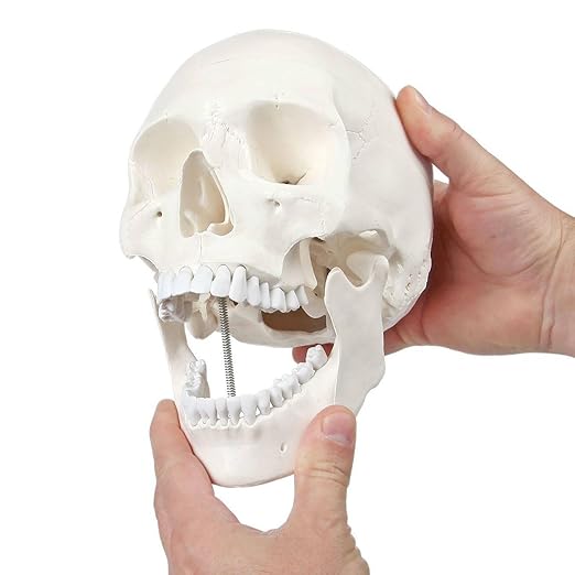 Axis Scientific Human Skull Model for Anatomy Life Size, 3-Part Anatomy Skull Includes Skull Cap with External and Interior Structures, Includes Detailed Product Manual, Skull for Anatomy