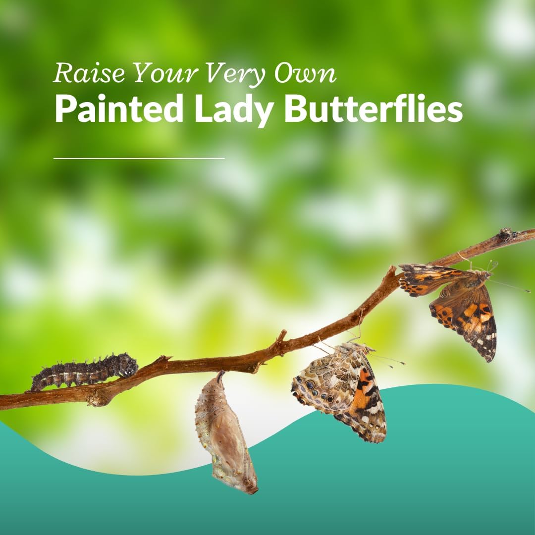 Clearwater Butterfly Live Painted Lady Butterflies - Butterfly Growing Kit with Live Caterpillars - Mesh Cage Included - Butterfly Habitat - 10 Live Caterpillars to Butterflies - Live Butterfly Kit