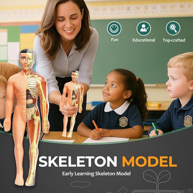 Clear Human Body Structure Model, Removable 3D Body Model Kit with Brain and Body Torso, Physiology Study Tools, STEM Children Educational Toys Gifts for Boys and Girls