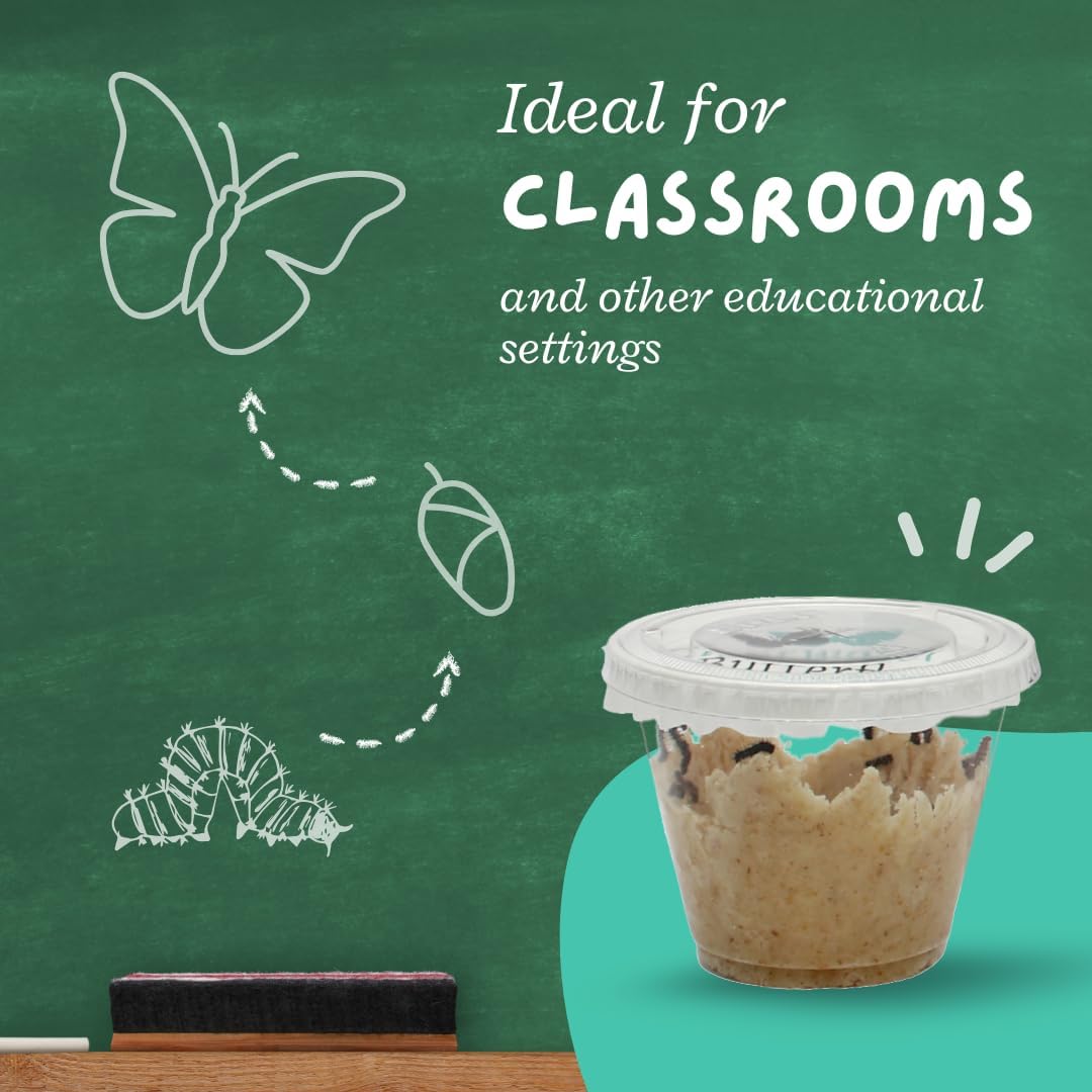 Clearwater Butterfly Live Painted Lady Butterflies - Butterfly Growing Kit with Live Caterpillars - Mesh Cage Included - Butterfly Habitat - 5 Live Caterpillars to Butterflies - Live Butterfly Kit