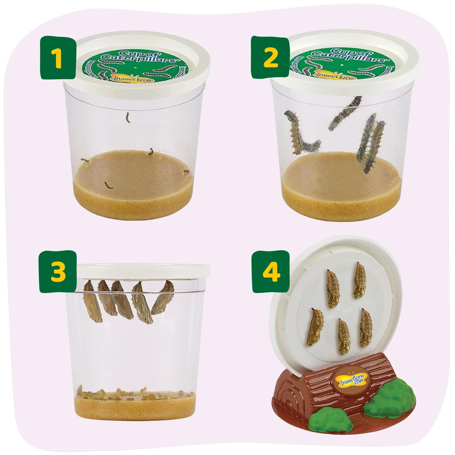 Insect Lore Cup of Caterpillars - 5 Live Painted Lady Caterpillars with Food - Refill for Butterfly Garden Kit - Stickers & Chrys-A-Lid Holding Log Included - STEM Learning Activity