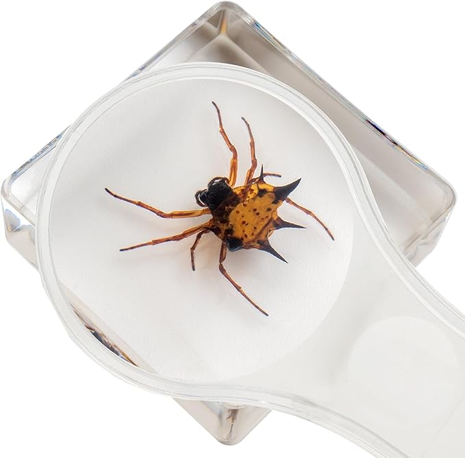 Insect Specimen Set, Bugs Collection Scientific Education Gift for Kids Aged 3-8-12 (Millipede, Centipede, Dragonfly Larvae, Tea Seed Bug, Red Longhorn Beetle, Spiny Spider)