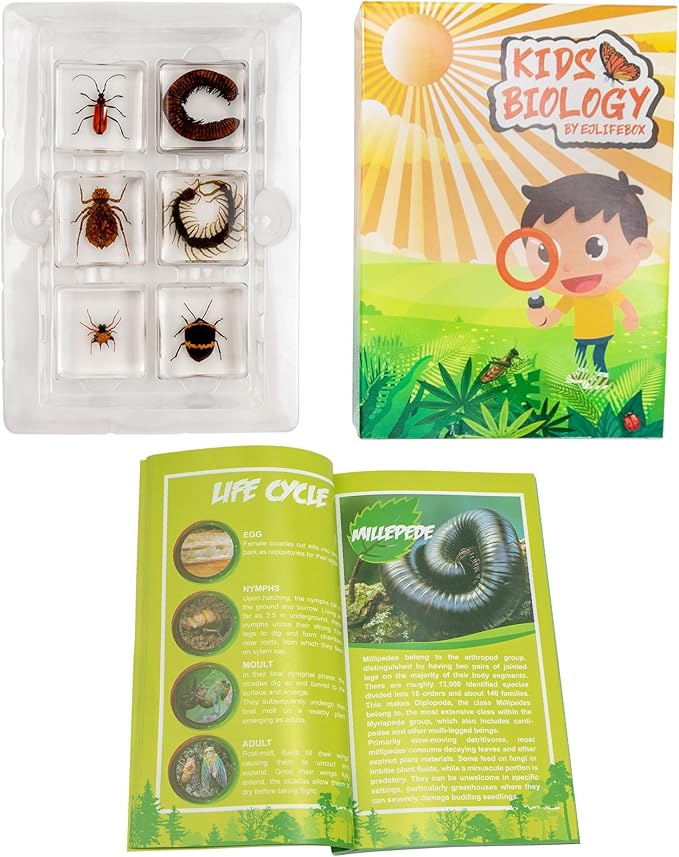 Insect Specimen Set, Bugs Collection Scientific Education Gift for Kids Aged 3-8-12 (Millipede, Centipede, Dragonfly Larvae, Tea Seed Bug, Red Longhorn Beetle, Spiny Spider)