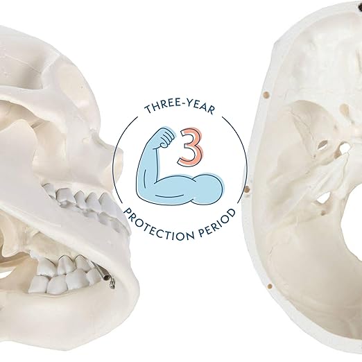 Axis Scientific Human Skull Model for Anatomy Life Size, 3-Part Anatomy Skull Includes Skull Cap with External and Interior Structures, Includes Detailed Product Manual, Skull for Anatomy