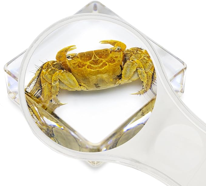 6 PCS Marine Life Specimen Set,Hermit Crab,Fiddler Crab,Starfish,Nassariidae,Sea Cucumber, Chiromantes Dehaani Resin Collection Science Toys