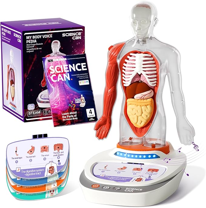 Science Can Human Body Model for Kids, Interactive Human Anatomy Talking Model - 11 Inch Realistic Anatomical Assembly Kit, 15PCS Removable Parts & Guide, Educational STEM Toys Gifts for Kids Aged 6+