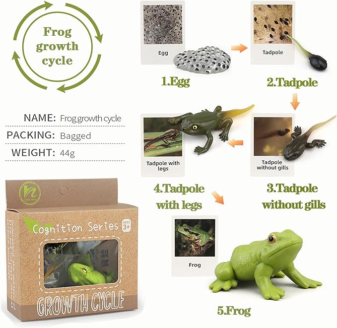 Mbrain Life Cycle Learning & Education Toys,Montessori Toys Figurines for Frog, Butterfly, Ladybug,Plants Kit,Gift for Girl & Boy for 3 4 5 Year Old
