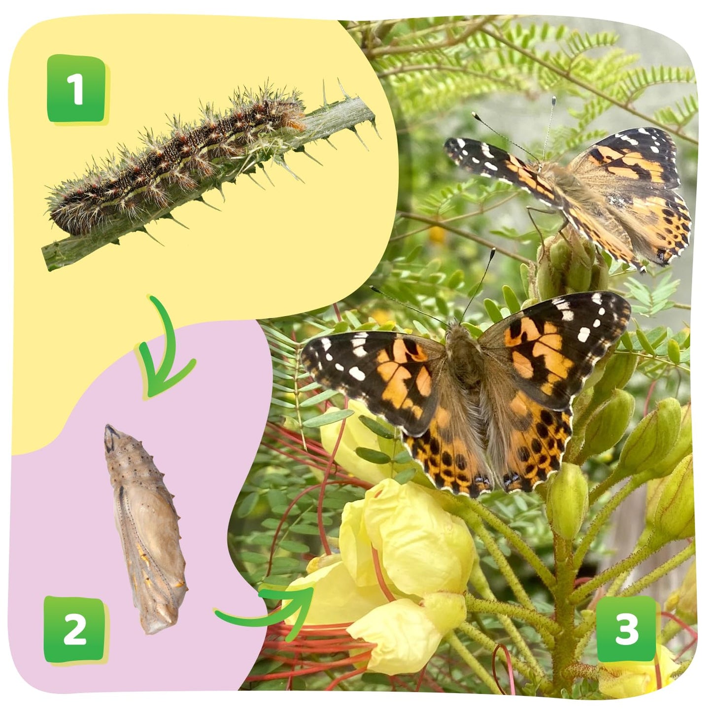 Insect Lore Cup of Caterpillars - 5 Live Painted Lady Caterpillars with Food - Refill for Butterfly Garden Kit - Stickers & Chrys-A-Lid Holding Log Included - STEM Learning Activity