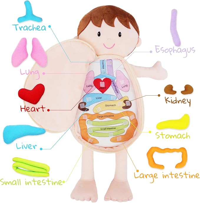 June Garden Little Patient Lucas Plush Anatomy Doll - Soft Educational Toy with Removable Human Organs - Learn Basic Anatomy for Toddlers and Kids