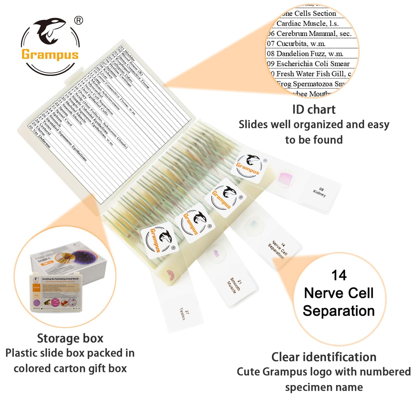 30 Prepared Microscope Slides with Specimens for Kids Students - Histology, for Biological Science Lab, Children's Science Education, Homeschooling Use