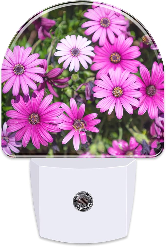 Purple Daisies Flowers Night Light, Beautiful Blooming Daisy Dusk to Dawn Night Light Plug in,0.5w Energy Saving Sleep Friendly NightLight for Kids Boys Girls Home Decor