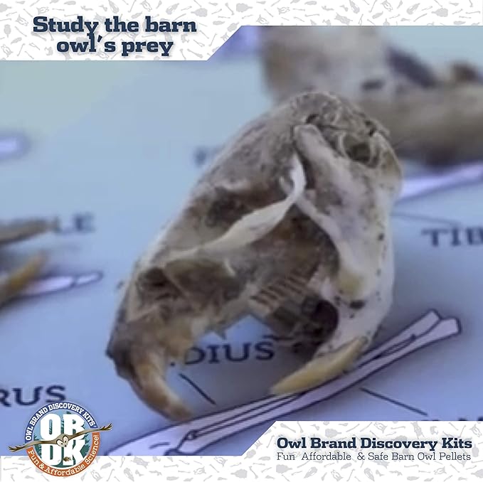 OBDK Barn Owl Pellets for Dissection - 20 Pack Medium Sized (1.5"-2.0") with Tools, Guide and Charts from Owl Brand Discovery Kits