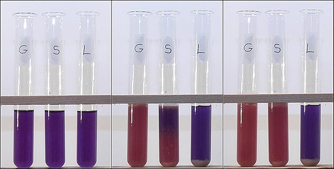 ALDON Innovating Science Cellular Respiration Kit - Excellent for Lab Experiments - The Curated Chemical Collection