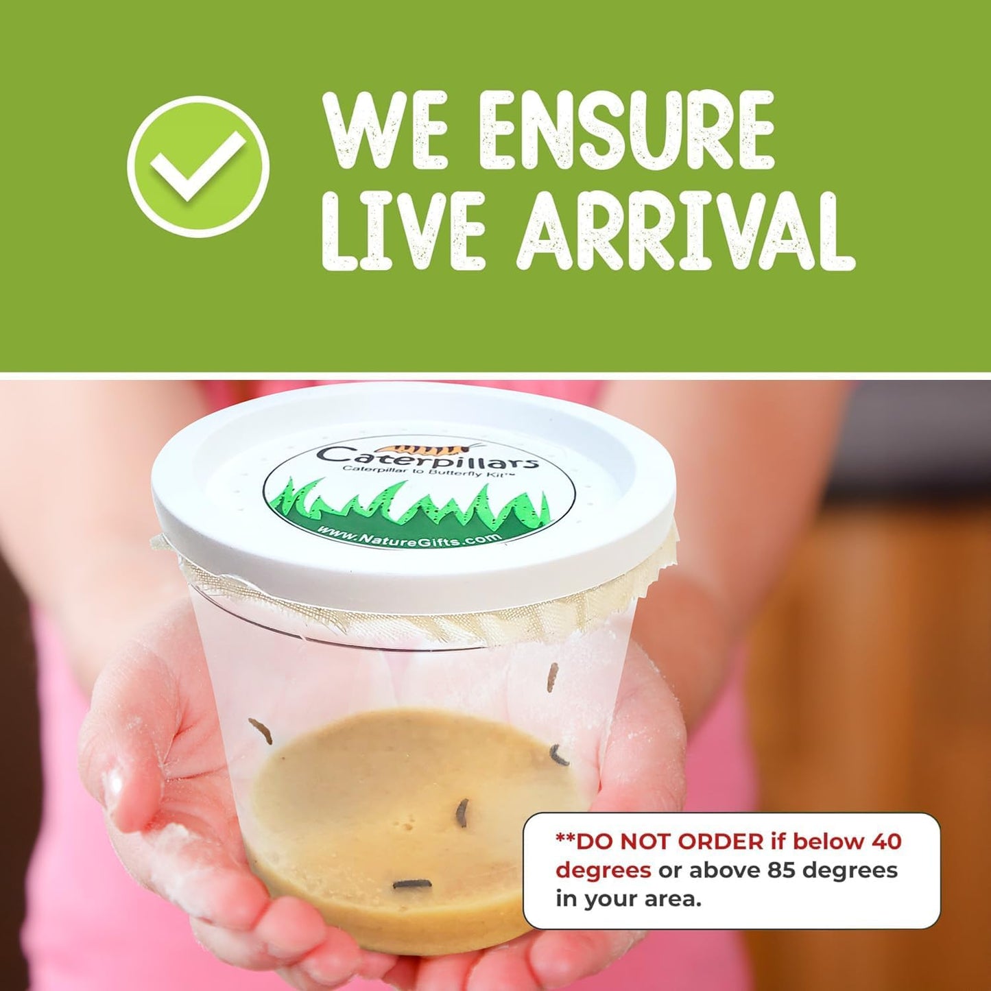 32 Live Caterpillars Shipped Now: Butterfly Kit Refill for School Sized Kit with Extra Larva Rearing Supplies and 32 Little Cups by Nature Gift Store