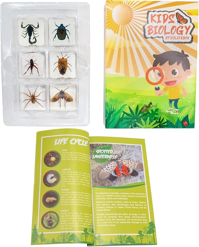 Insect Specimen Set, Bugs Collection Scientific Education Gift for Kids Aged 3-8-12 (Spider, Scorpion, Cricket, Chafers, Stink Bug, Spotted Lanternfly Resin Collection)