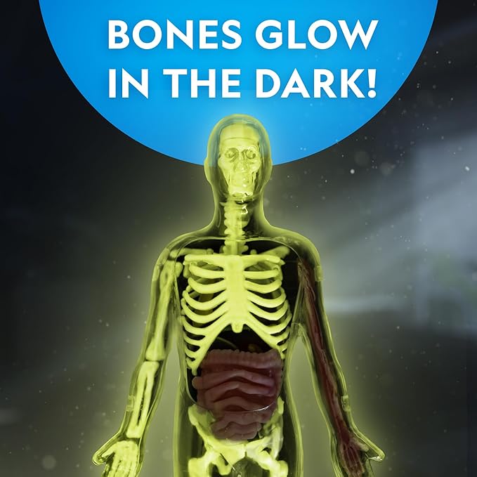 National Geographic Human Body Model for Kids That Glows in The Dark - 32-Piece Interactive Anatomy Model with Bones, Organs, Muscles, Science Kit, Anatomy & Physiology, Halloween Activity for Kids