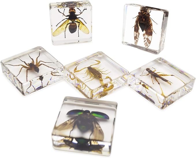 Insect Specimen Set, Bugs Collection Scientific Education Gift for Kids Aged 3-8-12 (Cicada, Wasp, Spider, Scorpion, Locust, Chafer)