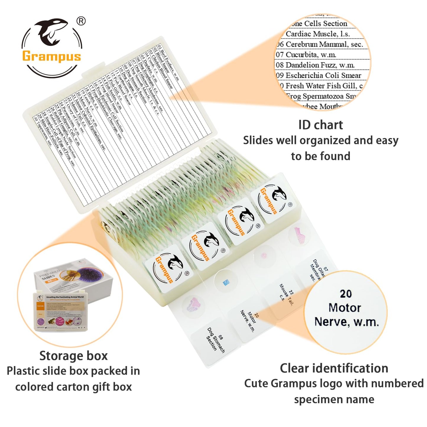 30 Prepared Microscope Slides with Specimens for Kids Students-Animal and Plant Microscope Slide Sets - Random Delivery (Either One Set) for Biological Lab, Children's Science Education, Homeschooling