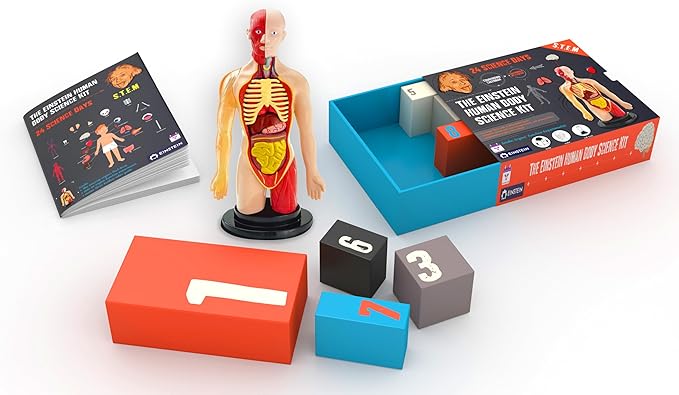 Einstein Human Body Science Kit : unique and original 24 S.T.E.M science experiments & activities all about the human body. Includes 12’ Human Model with 16 detachable organs and a printed guide with directions & facts. plus a daily Video guide.