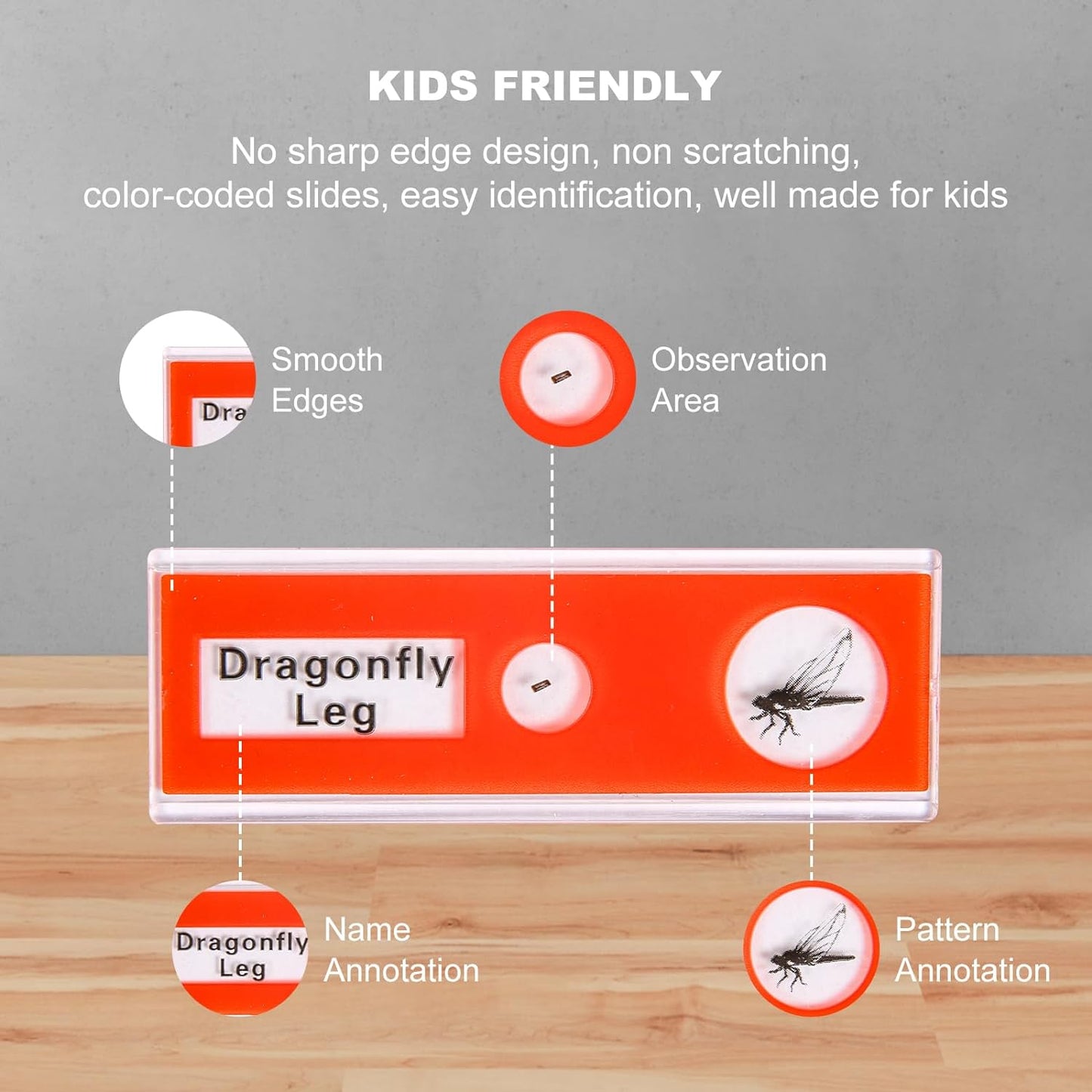 48 Prepared Microscope Slides Set of Animals Insects Plants Flowers, Biological Learning Resource Specimens for Kids Beginner Classroom Basic Science Education