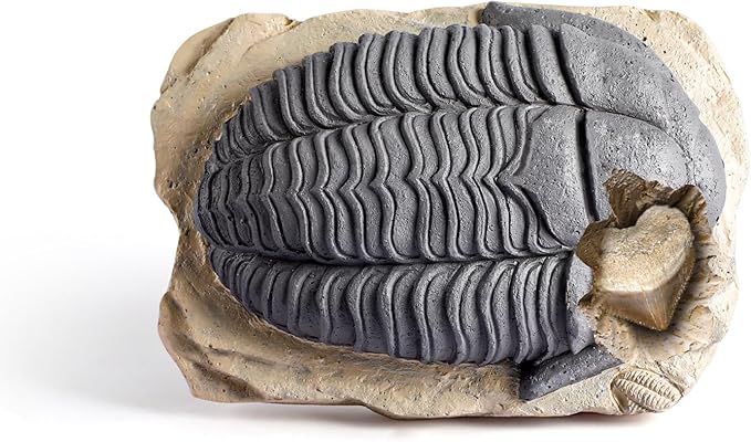 Byncceh Mega Fossil Dig Kit - Dig Up 12 Real Fossils Including Sharks, Dinosaurs & Ammonites - Archaeology Paleontology Science STEM Gift for Kids Ages 6-12