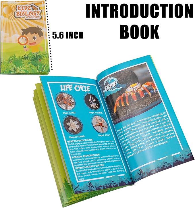 6 PCS Marine Life Specimen Set,Hermit Crab,Fiddler Crab,Starfish,Nassariidae,Sea Cucumber, Chiromantes Dehaani Resin Collection Science Toys