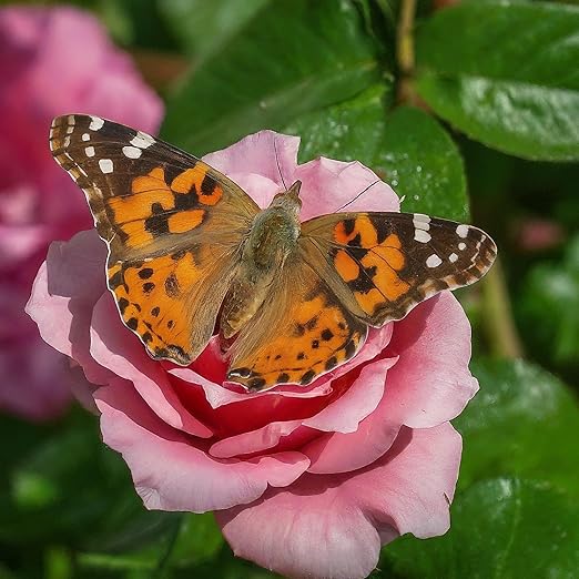 Insect Lore Live Butterfly Garden Life Cycle Observation Kit with 10 Live Baby Painted Lady Caterpillars - Habitat and Supplies Included